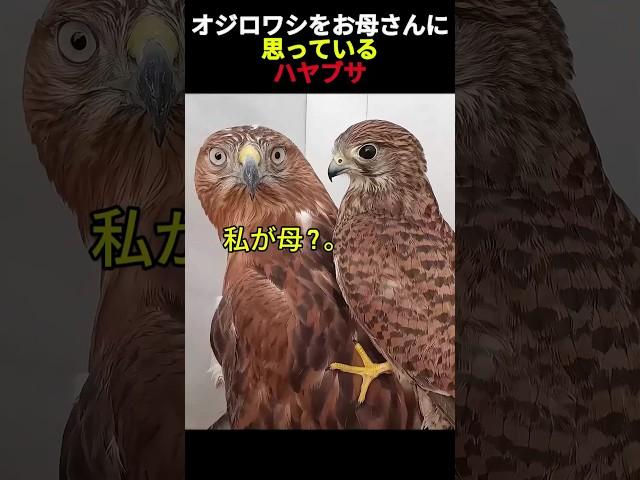 イヌワシを母親だと思っているハヤブサ       #ハヤブサ #鳥類  #猛禽類  #動物 #かわいい