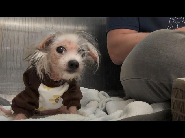 Watch the Moment this Neglected Dog is Reunited with Her Sister 