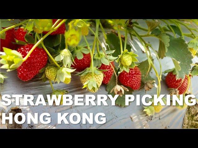 [4K] Hong Kong Countryside Strawberry Picking Experience  l 홍콩 시골 딸기따는 체험 l 香港郊外摘士多啤梨體驗