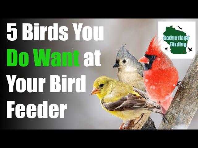 5 Common Backyard Birds You DO WANT at Your Feeder