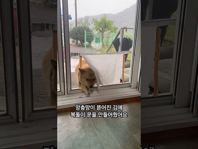 시골개 복돌이 개구멍 만들어줬어요 #愛犬 #강아지일상 #강아지브이로그 #믹스견