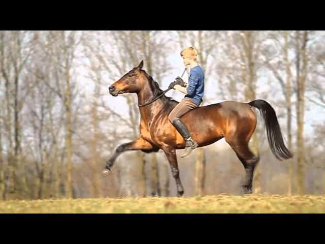 Promovideo Jesse Drent