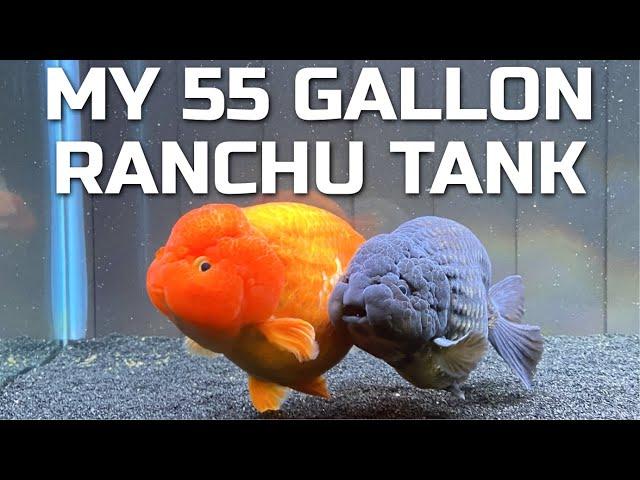 RANCHU GOLDFISH TANK - An overview of my tank