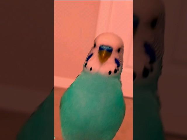 Bird party