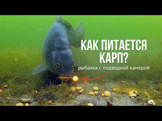 Секреты карповой рыбалки под водой! КАРПФИШИНГ с подводной камерой летом!