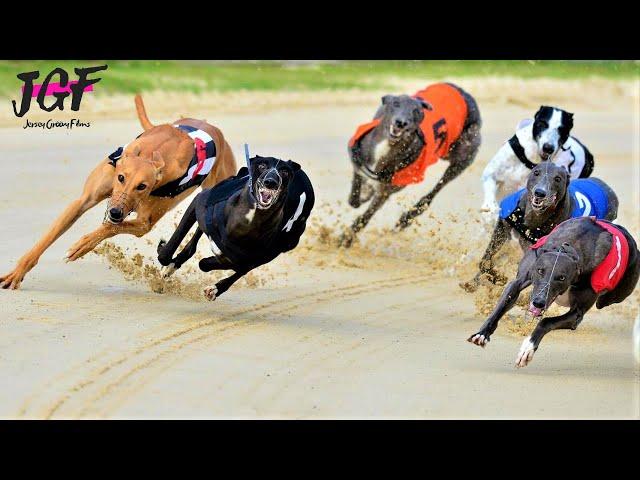 Greyhound racing - These dogs run 75 km/H!