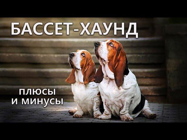 БАССЕТ ХАУНД. Плюсы и минусы породы BASSET HOUND