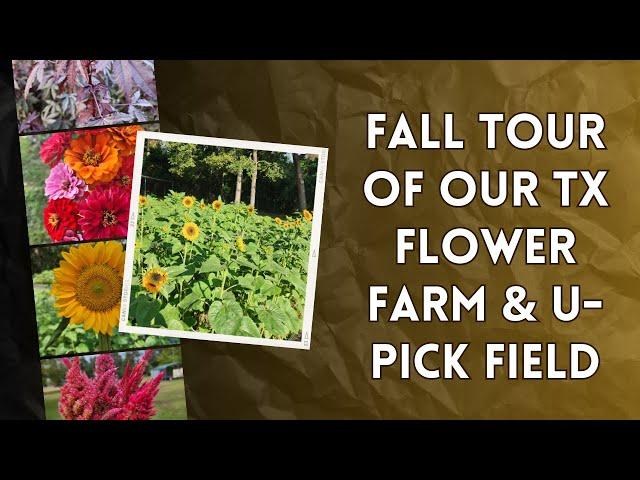 Fall Farm & U-Pick Tour of our Texas Flower Farm