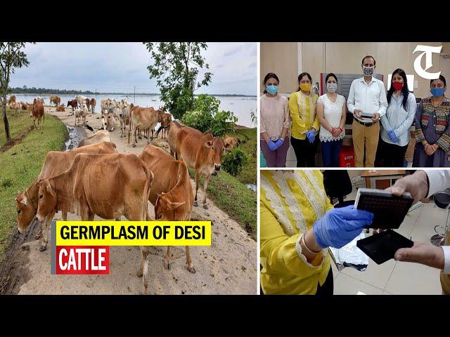 DNA-based chip to identify good germplasm of ‘desi’ cattle