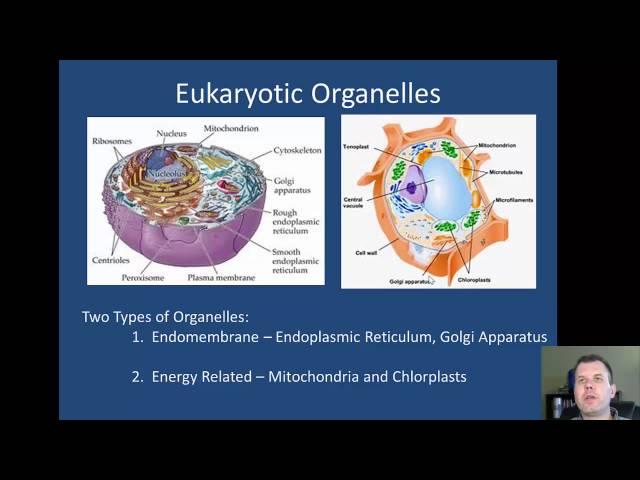 Eukaryotes