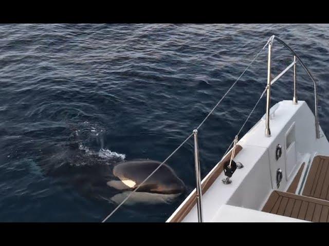 Lagoon 450 attacked by orcas