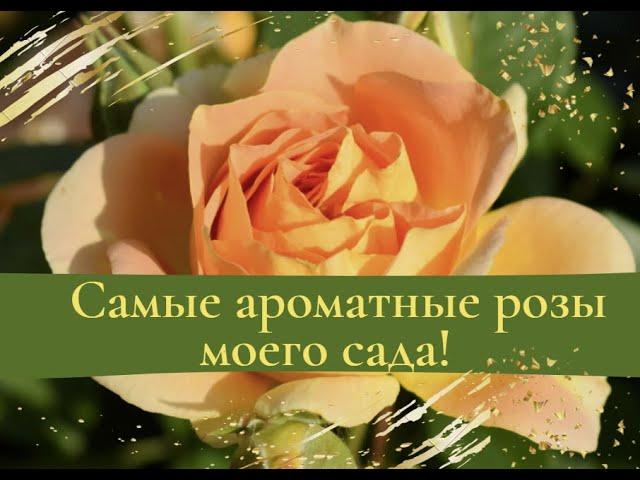 Самые ароматные розы моего сада