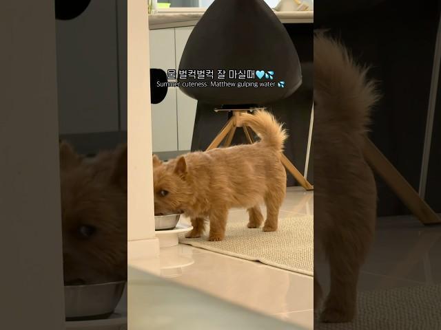 벌컥벌컥🩵 #마태오 #반려견 #반려견일상 #강아지 #강아지브이로그 #doglife