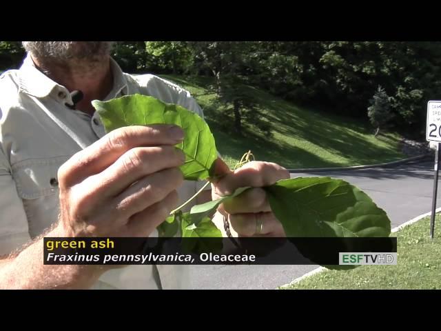 Trees with Don Leopold - green ash