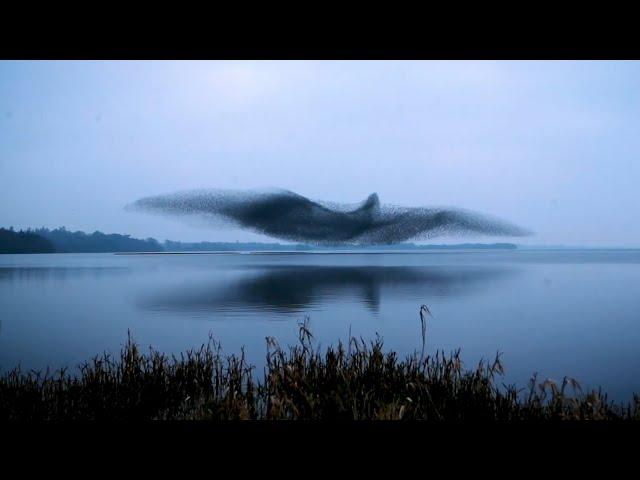 Nature's Mystery: Watch the Hypnotic Dance of a Starling Murmuration