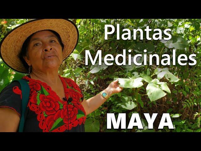 La Mujer de la Medicina Maya Muestra su Jardín de Plantas Medicinales