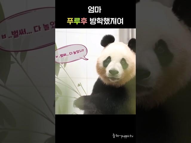 푸루후 방학했져요 #아이바오 #푸바오 #루이바오 #후이바오
