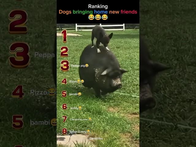 Dogs Bringing Home New Friends