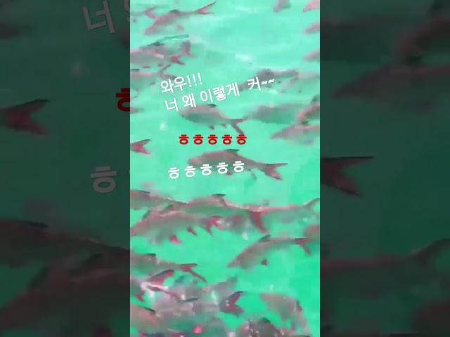 #한국힐링대학교#한국시니어모델협회#한국웰다잉협회#힐링강사양성국내1위#힐링마켓#힐링강사#평생일자리#인생2막#