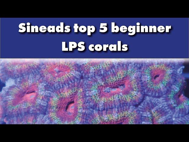 Sineads top 5 LPS corals for beginners