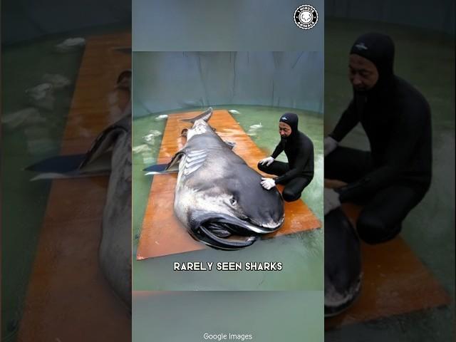 Megamouth Shark  RAREST Shark Ever FOUND!