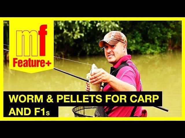 Worm and pellets for carp and F1s – Watch Steve Barraclough in action at Colmans Cottage