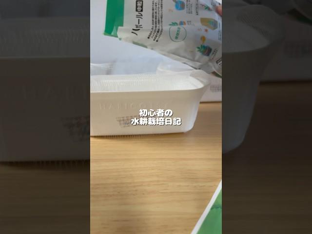 初心者なので色々教えてください#水耕栽培 #しそ #大葉 #レタス #家庭菜園 #hydroponics #gardening