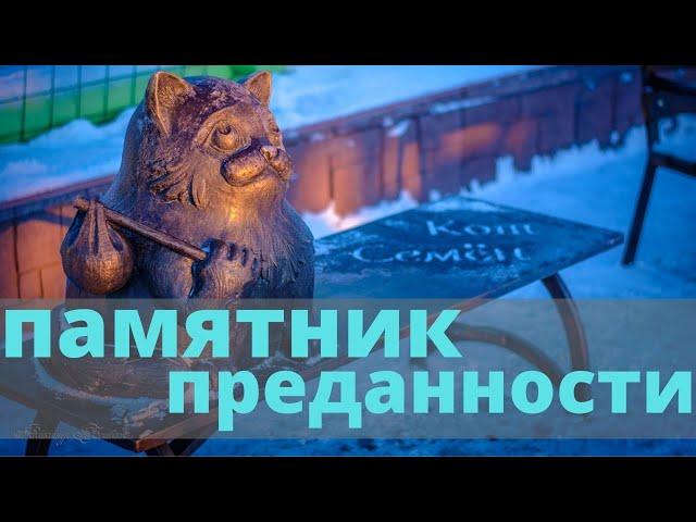 История мурманского кота-путешественника