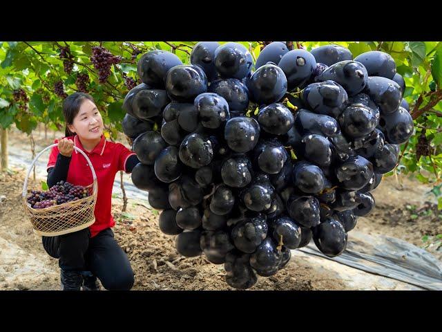 Surviving A Week in the Forest - Harvest Black Pearl Grape to sell | Ella Daily Life