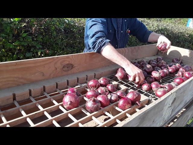 Onion grading at the Centre for Agroecology, Water and Resilience (CAWR), Coventry University