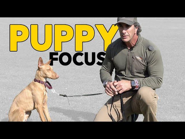 Puppy Training Teach Your Puppy to Focus - Robert Cabral Dog Training Video