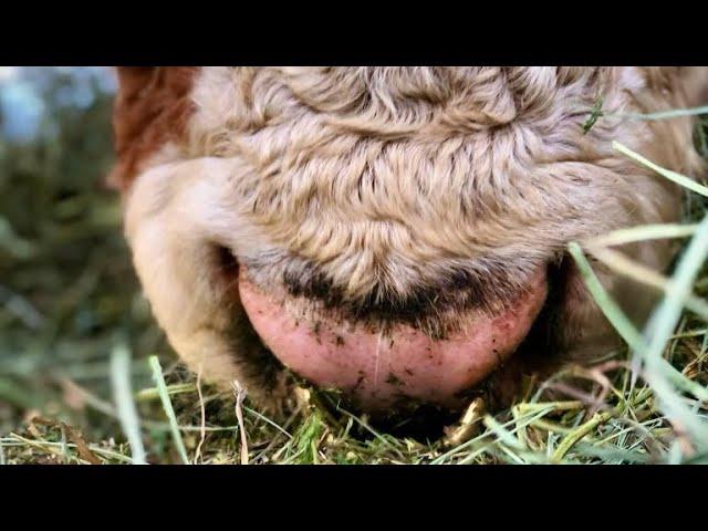 Cows eating#farmlife #cows #funnycowvideo #minicows #hay