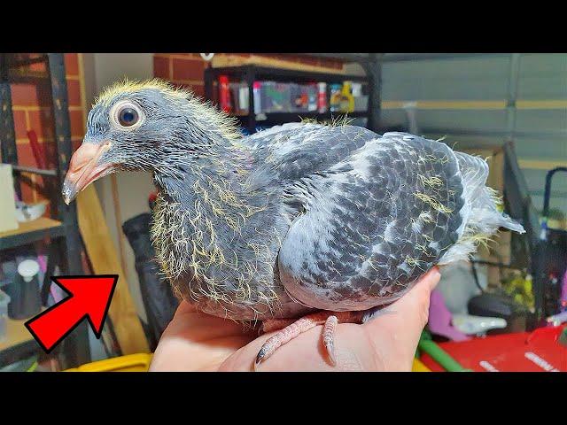 Hand Raising My Baby Pigeon