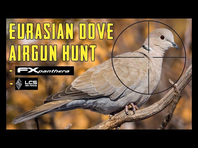 Eurasian Collared Dove Airgun Hunt