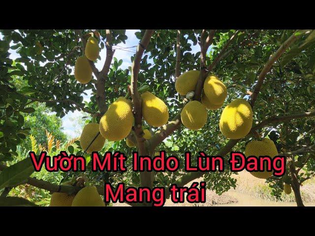 Vườn Mít Indo Lùn Đang Mang Trái - Tạo Tàn Lùn Lúc Cây Còn Nhỏ