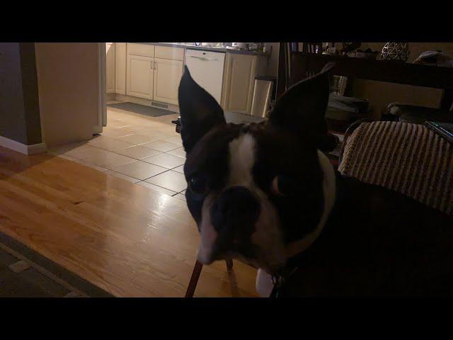 Calvin The Boston Terrierist! is going live!