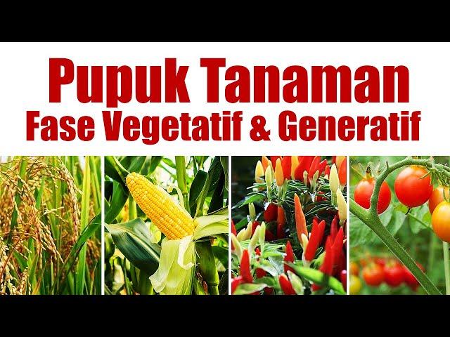 APA SAJA PUPUK UNTUK FASE VEGETATIF DAN GENERATIF.? | Agar tanaman subur & berbuah banyak