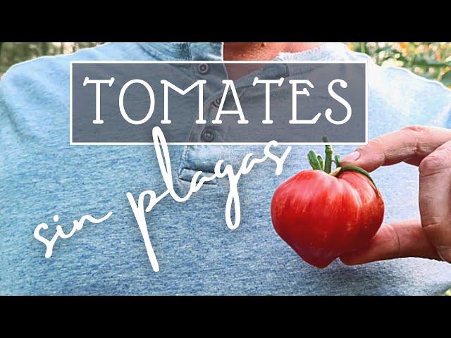 TOMATES 100% sin plagas en tu huerta 