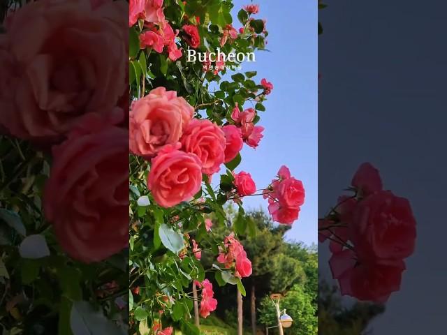 장소: 백만송이장미원 /기간:6/8까지/입장료 없고, 상시개방/주차: 공원 앞 주차장&임시주차장  #백만송이장미원#백만송이장미축제#서울근교나들이#경기도여행#부천축제#부천장미공원