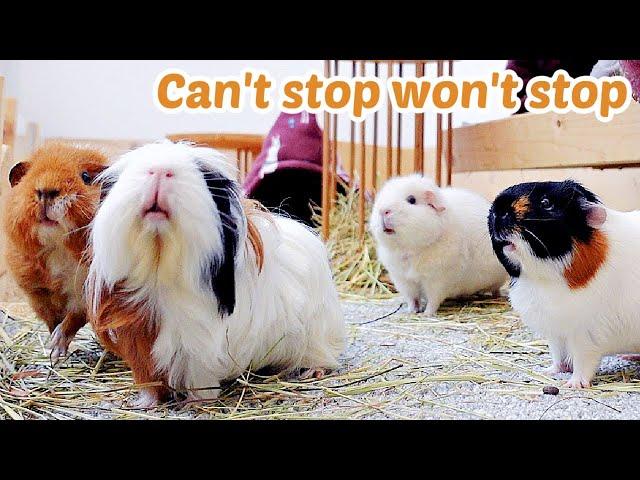 These Guinea Pigs Can't Stop Wheeking