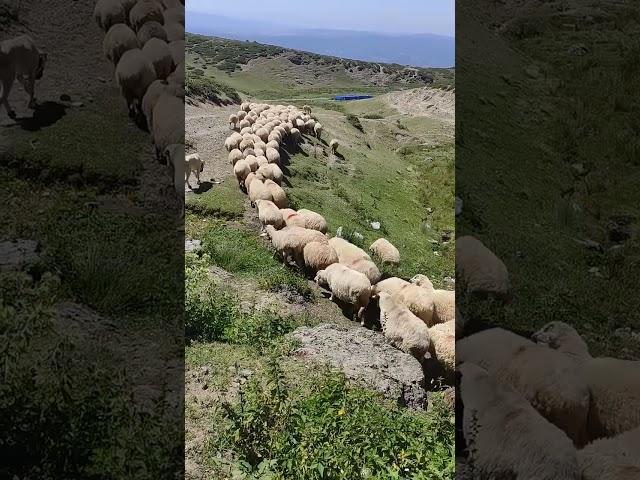 tokat Erbaa boğalı yaylası Karayaka koyunu