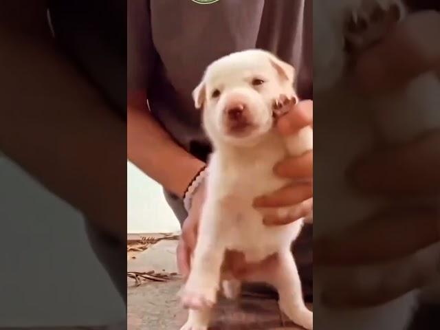 Dog Viral dance  #baby #dog #sunny #dance