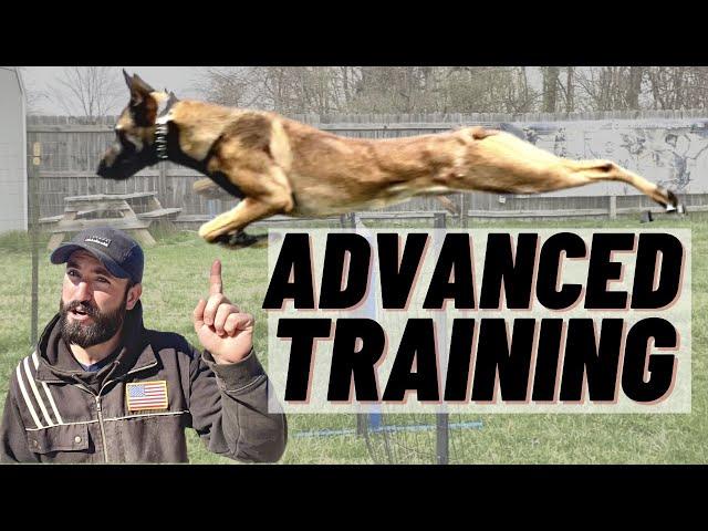 ADVANCED BELGIAN MALINOIS TRAINING! AGILITY & OBEDIENCE!