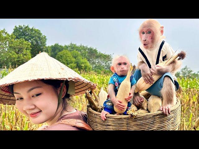 Bibi and Lala cried to follow Mom to harvest corn!