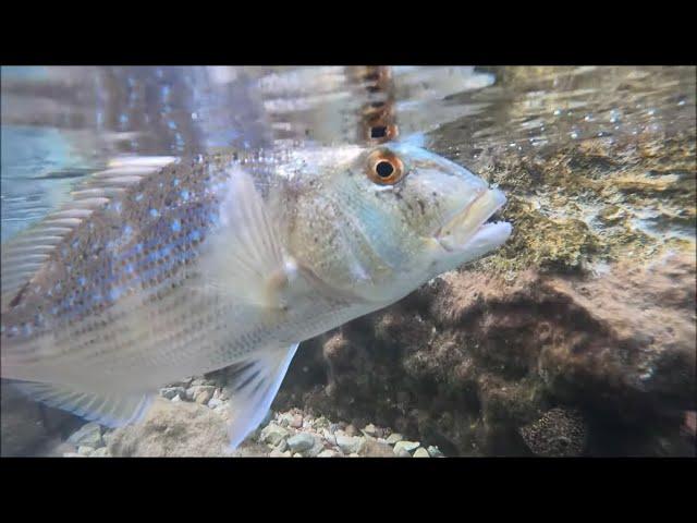 Light Rock Fishing | Morning Session