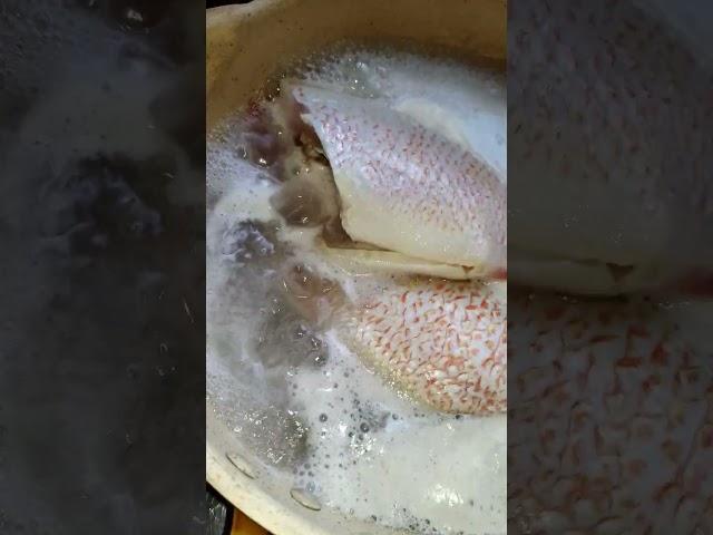 尼羅紅魚湯增強體質有益生長