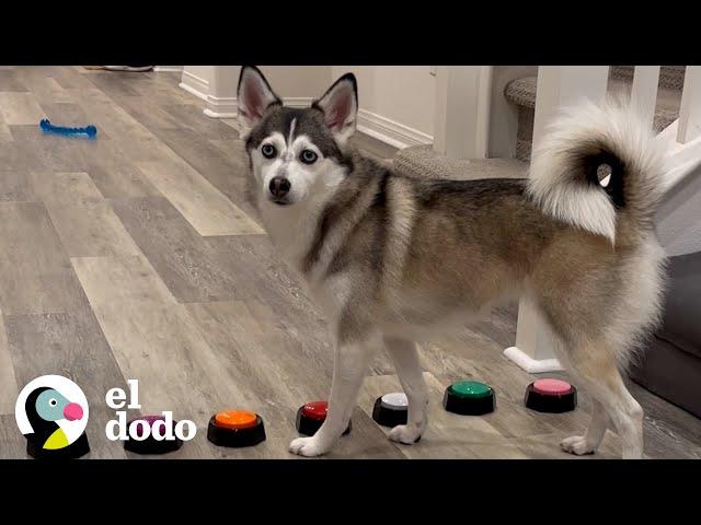 Husky tiene una forma muy específica de llamar la atención de sus padres | El Dodo