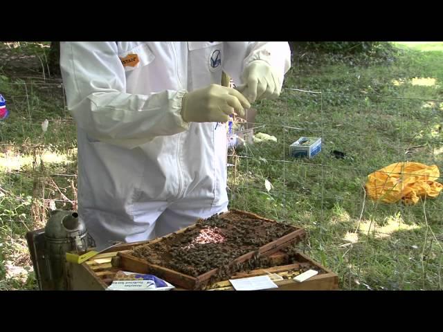 How to use Vita Test Kit for European Foulbrood