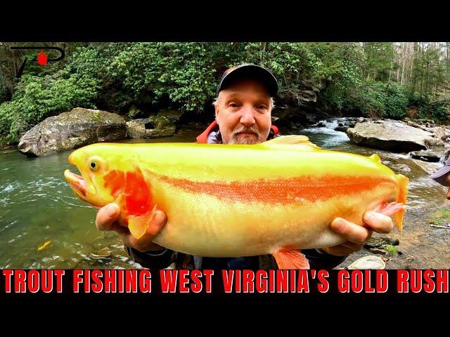 Trout Fishing West Virginia's Gold Rush