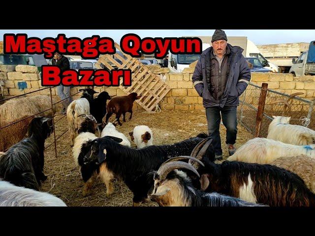 Maştaga Qoyun Bazarı 13 fevral 2022 #mastagamalbazari #qoyun #elixezer